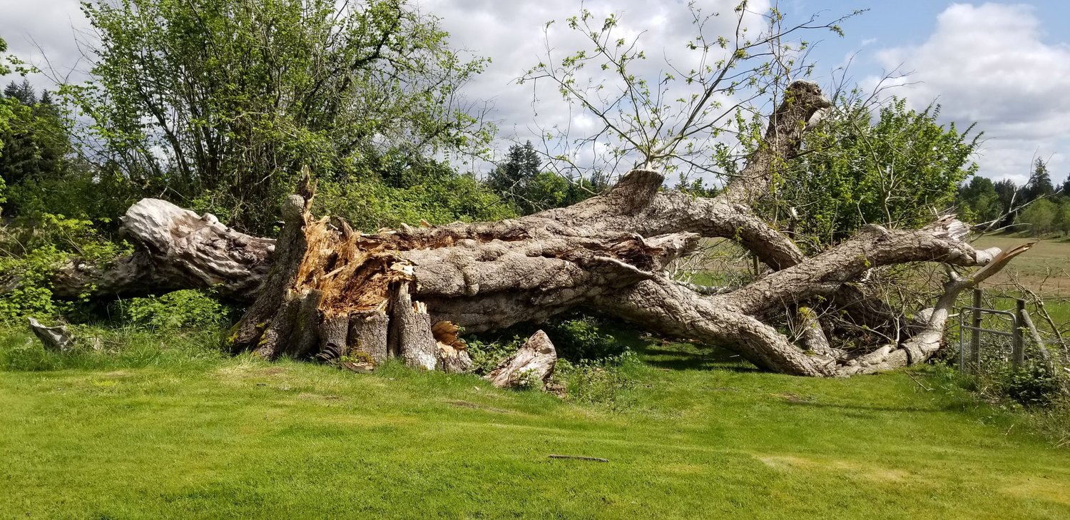 The historic George Bush butternut tree, which grew for 176 years at the Bush homestead near the Olympia airport, collapsed at 7 a.m. on May 1, 2021. (Photo: Ray Gleason)
